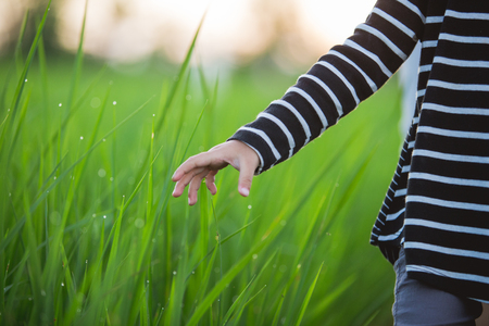 gesture of child hand in paddy rice field. close upの写真素材