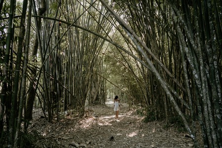 exotic young asian woman in bamboo forestの写真素材