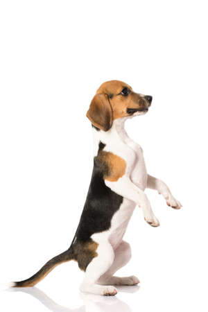 beagle dog isolated on whiteの写真素材