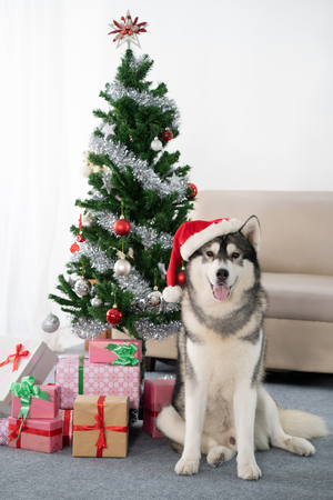 siberian Husky dog with christmas treeの写真素材