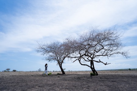 a woman walked closer to the withered treeの写真素材