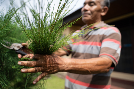 senior male gardener cutting some leafの写真素材