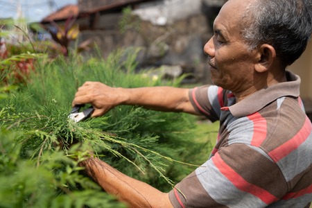 senior male gardener cutting some leafの写真素材