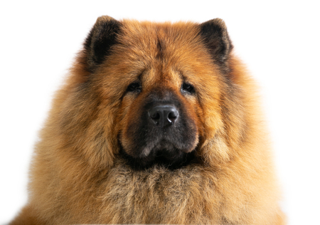 gorgeous chow chow dogの写真素材