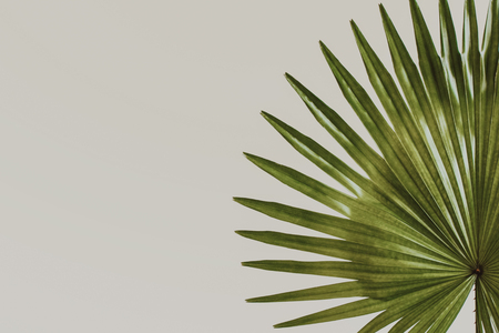 exotic tropical leaves on pastel creme backgroundの写真素材