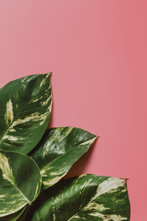 Creative tropical green leaves layoutの写真素材