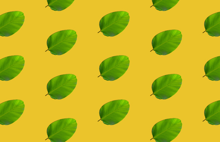pattern of green leavesの写真素材