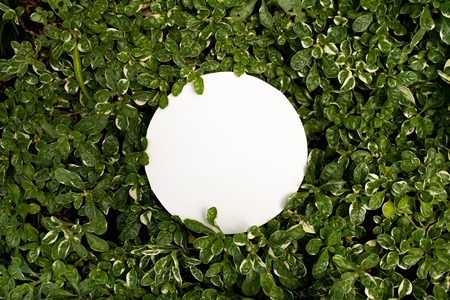 plant pattern tropical leaf background design portraitの写真素材