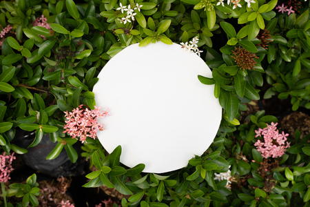 plant pattern tropical leaf background designの写真素材