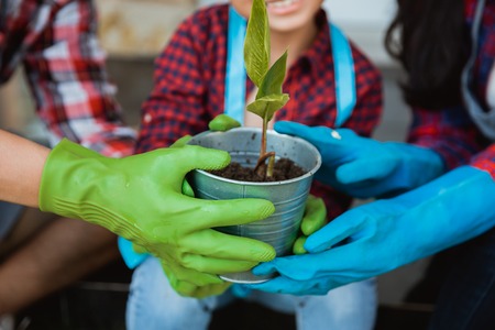 hand holding on a young small tree in the potの写真素材