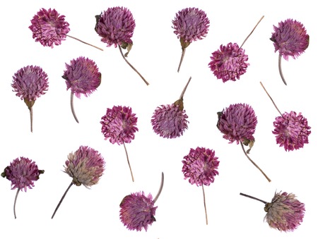 flat pressed dried flower isolated on whiteの写真素材