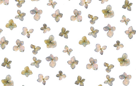 flat pressed dried flower pattern isolated on white background