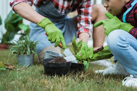 dad and son planting a plant gardening at their house togetherの写真素材