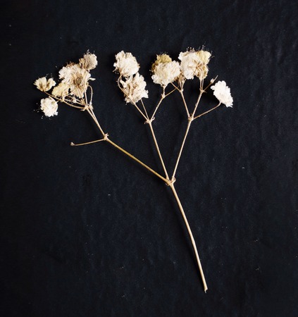 flat pressed dried flower on blackの写真素材