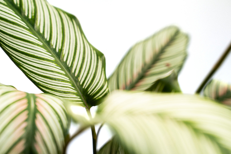 Calathea Ornata Albolineata leaves are beautifully stripedの写真素材