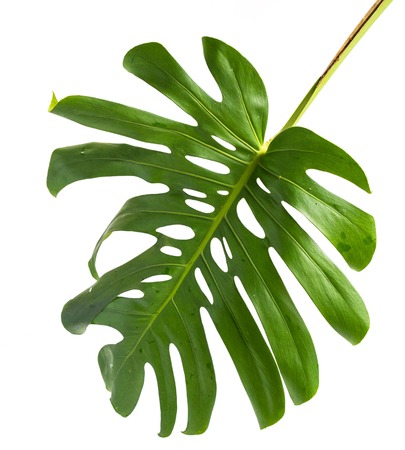 Leaf stem of Monsteraの写真素材