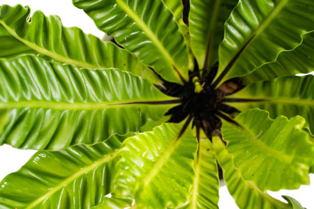 Top view of a beautiful Kadaka Lasagna plant
