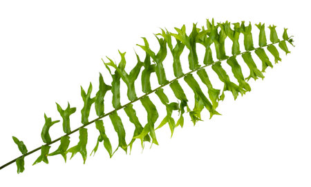 Portrait of tropical leaves of Nephrolepis Exaltata