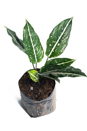 Green of beautiful potted Aglaonema Costatum plantsの写真素材