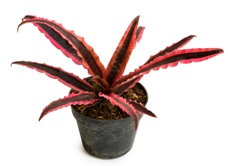 Exotic of beautiful potted Cryptanthus plantsの写真素材