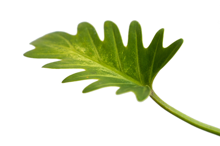 Close up exotic shape leaves Philodendron Xanaduの写真素材
