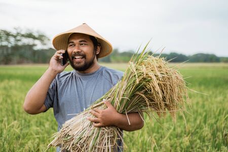asian farmer making a phone call while holding rice grainの写真素材