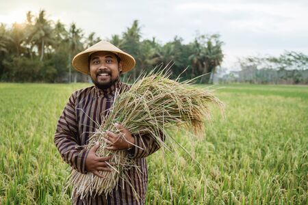 farmer with indonesian traditional cloth holding rice grainの写真素材