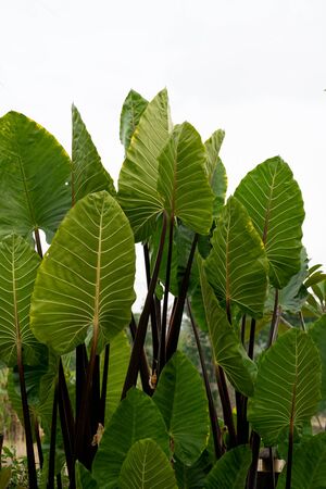 a large collection of elephant ear plantsの写真素材
