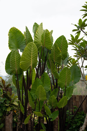 a large elephant ear plant