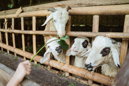 people feed the goats in the pen