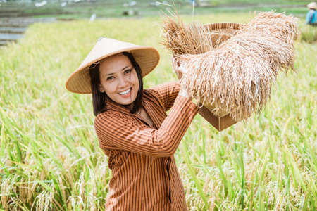Asian female farmer in hats stand with rice plants in woven bamboo basketの写真素材