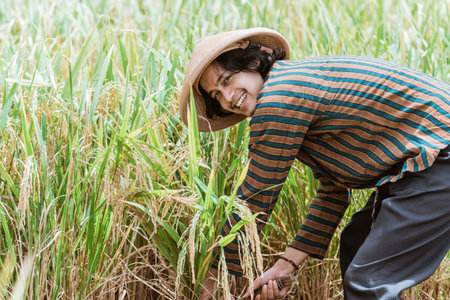 farmer harvest paddy in rice field