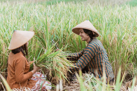 Indonesian farmers working in green agriculture fieldの写真素材