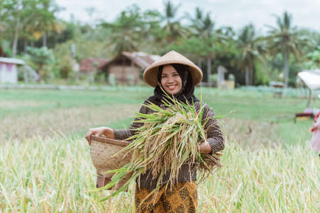 Female farmers who harvest rice plants with woven bamboo basketsの写真素材