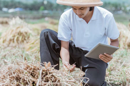 close up of farmers observing rice crop yields when using a tablet pcの写真素材