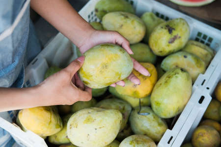close up of a fruit shop waitress hand picking fresh mangoesの写真素材