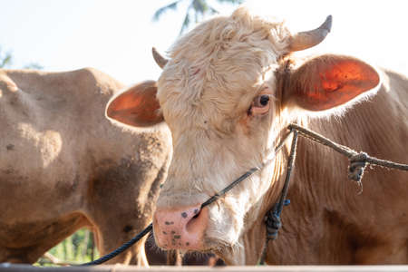 cow head close upの写真素材