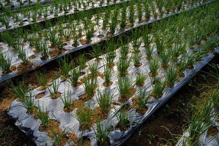 Green onions growing in the garden.の写真素材