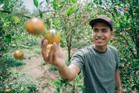A happy farmer harvest orange fruitの写真素材