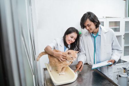 healthy cat is held and weighed by a female doctor and a male doctor looking at and recording the total weight of the catの写真素材