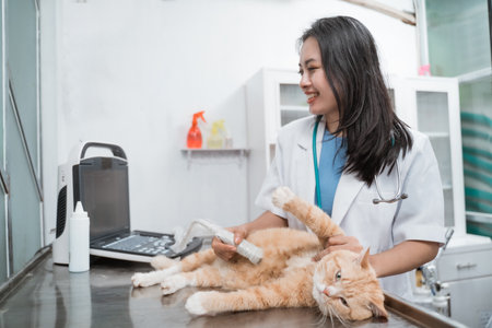 Smiling veterinarian doctor is making ultrasound examine of abdomen a catの写真素材