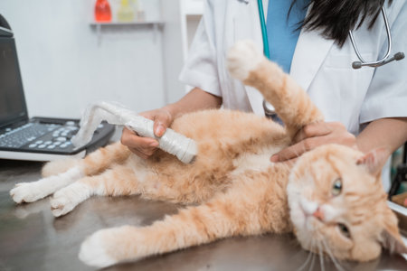 close up of doctor hand when ultrasound examine a cat abdomenの写真素材