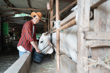 a worker wearing a hat feeds the cows using a bucket with copyspaceの写真素材