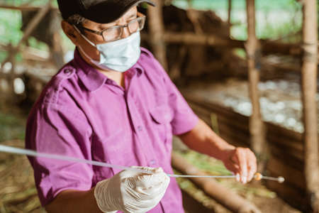 veterinarians are preparing the tools for artificial insemination of cow.の写真素材