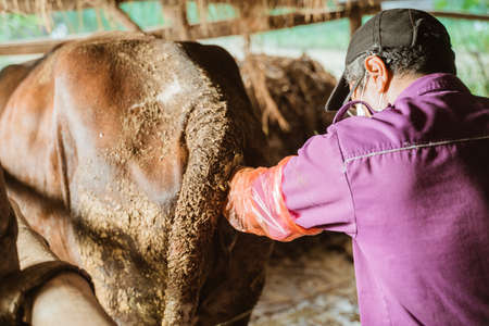 Farmer doing the procedure of artificial insemination of cow in the farmの写真素材