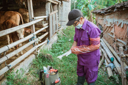 veterinarians are preparing the tools for artificial insemination of cow.の写真素材