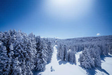 beautiful pine tree cover with snow in the uludag mountain landscape