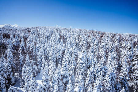 beautiful pine tree cover with snow in the uludag mountain landscapeの写真素材