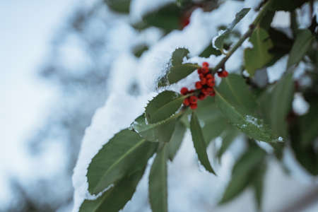 close up of green leaf covered with snow whiteの写真素材