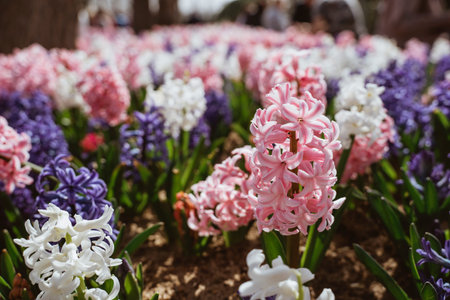 close up of Hyacinth flower with pink, purple and white color